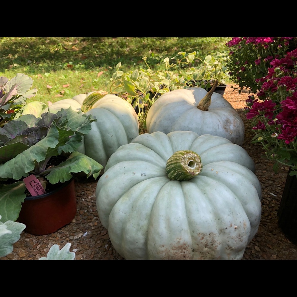 Meet your Posher, Blake